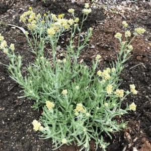 Pseudognaphalium luteoalbum at Hughes, ACT - 24 Oct 2020