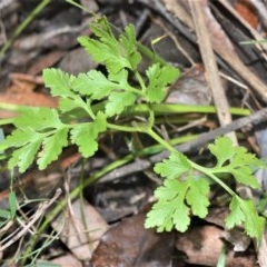 Botrychium australe (Austral moonwort) at Berry, NSW - 25 Oct 2020 by plants