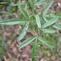 Zieria smithii (Sandfly Zieria) at Berry, NSW - 26 Oct 2020 by plants