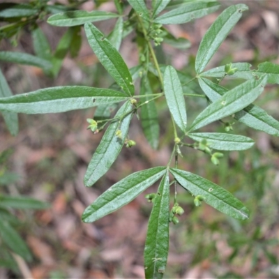 Zieria smithii (Sandfly Zieria) at Berry, NSW - 26 Oct 2020 by plants