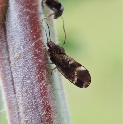 Acizzia acaciaedecurrentis (Early Green Wattle Psyllid) at Cook, ACT - 20 Oct 2020 by CathB