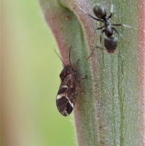 Acizzia acaciaedecurrentis at Cook, ACT - 20 Oct 2020 11:32 AM