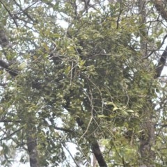 Notothixos subaureus (Golden Mistletoe) at Berry, NSW - 26 Oct 2020 by plants