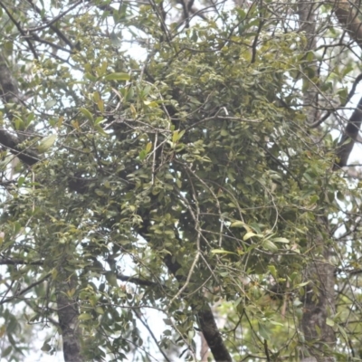 Notothixos subaureus (Golden Mistletoe) at Berry, NSW - 25 Oct 2020 by plants