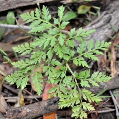 Botrychium australe (Austral Moonwort) at Berry, NSW - 25 Oct 2020 by plants