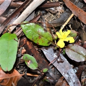 Hibbertia dentata at Berry, NSW - 26 Oct 2020
