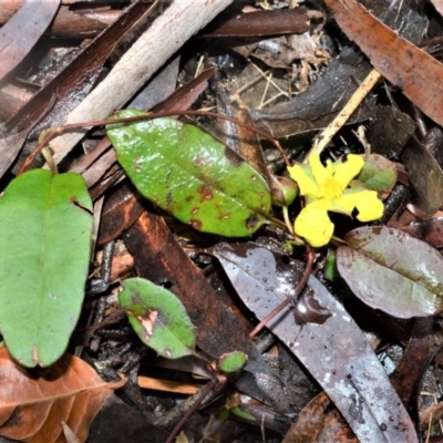 Hibbertia dentata (Twining Guinea Flower) at Berry, NSW - 25 Oct 2020 by plants