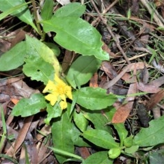 Hibbertia scandens (Climbing Guinea Flower) at Berry, NSW - 26 Oct 2020 by plants