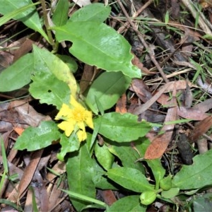 Hibbertia scandens at Berry, NSW - 26 Oct 2020