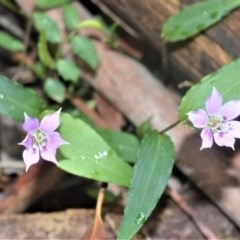 Schelhammera undulata (Lilac Lily) at Berry, NSW - 25 Oct 2020 by plants