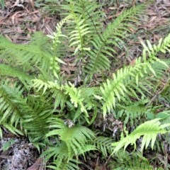 Blechnum cartilagineum (Gristle fern) at Berry, NSW - 25 Oct 2020 by plants