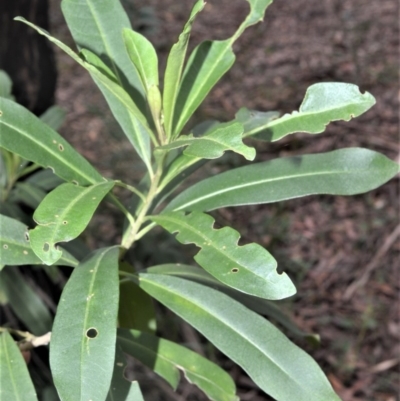 Duboisia myoporoides (Corkwood, Eye-opening Tree) at Berry, NSW - 26 Oct 2020 by plants