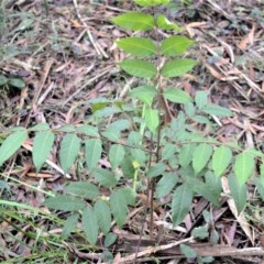 Toona ciliata (Red Cedar) at Berry, NSW - 25 Oct 2020 by plants