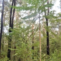 Polyscias murrayi (Pencil Cedar) at Berry, NSW - 25 Oct 2020 by plants