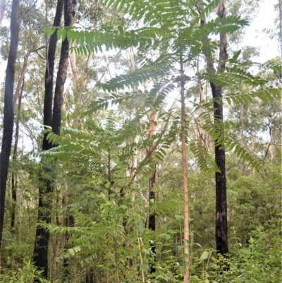 Polyscias murrayi (pencil cedar) at Berry, NSW - 26 Oct 2020 by plants