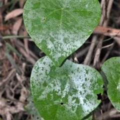 Stephania japonica var. discolor (Snake Vine) at Berry, NSW - 25 Oct 2020 by plants