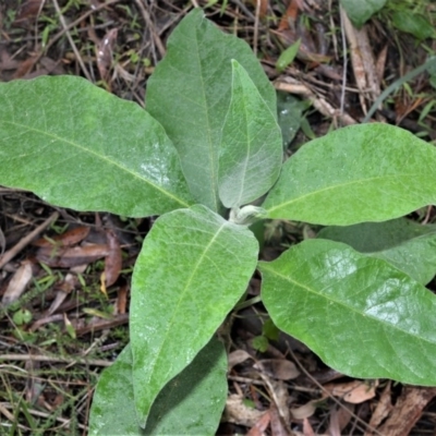 Solanum mauritianum (Wild Tobacco Tree) at Berry, NSW - 26 Oct 2020 by plants