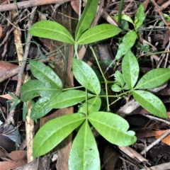 Melicope micrococca (Hairy-leaved Doughwood, White Euodia) at Berry, NSW - 26 Oct 2020 by plants