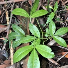 Melicope micrococca (Hairy-leaved Doughwood, White Euodia) at Berry, NSW - 25 Oct 2020 by plants