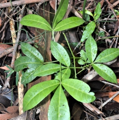 Melicope micrococca (Hairy-leaved Doughwood, White Euodia) at Berry, NSW - 26 Oct 2020 by plants