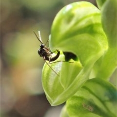 Sciaridae sp. (family) (Black fungus gnat) at Holt, ACT - 12 Oct 2020 by CathB