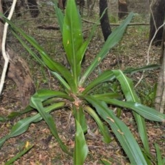 Crinum pedunculatum (Swamp Lily, River Lily, Mangrove Lily) at Seven Mile Beach National Park - 26 Oct 2020 by plants