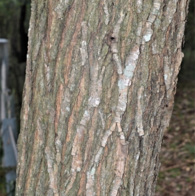 Acacia implexa (Hickory Wattle, Lightwood) at Seven Mile Beach National Park - 26 Oct 2020 by plants
