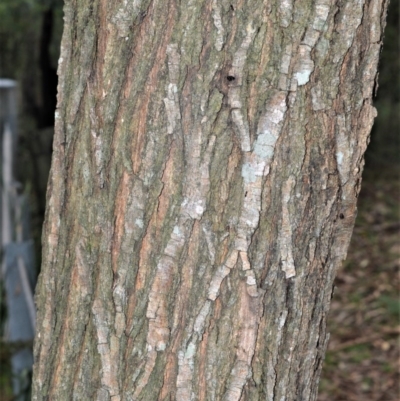 Acacia implexa (Hickory Wattle, Lightwood) at Seven Mile Beach National Park - 25 Oct 2020 by plants