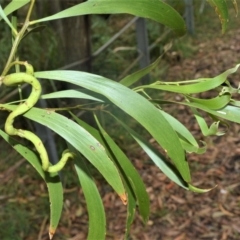 Acacia implexa at Berry, NSW - 26 Oct 2020