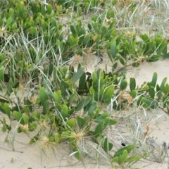 Acacia longifolia subsp. sophorae (Coast Wattle) at Berry, NSW - 25 Oct 2020 by plants