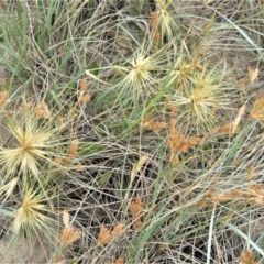 Spinifex sericeus (Beach Grass) at Berry, NSW - 26 Oct 2020 by plants