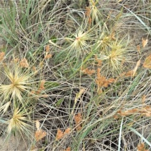 Spinifex sericeus at Berry, NSW - 26 Oct 2020