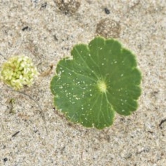 Hydrocotyle bonariensis (Pennywort) at Berry, NSW - 25 Oct 2020 by plants