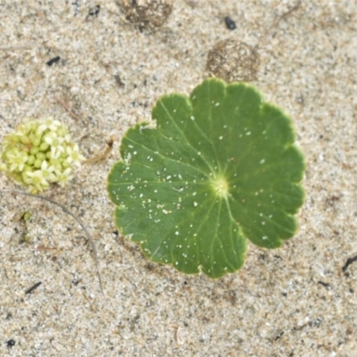 Hydrocotyle bonariensis (Pennywort) at Berry, NSW - 25 Oct 2020 by plants