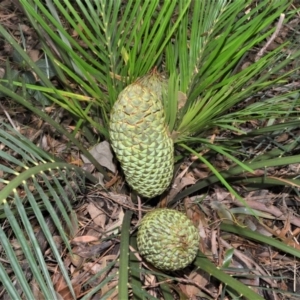 Macrozamia communis at Berry, NSW - suppressed