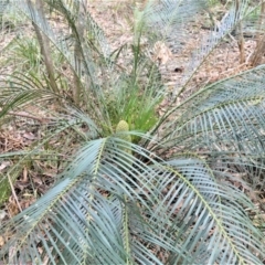 Macrozamia communis at Berry, NSW - suppressed