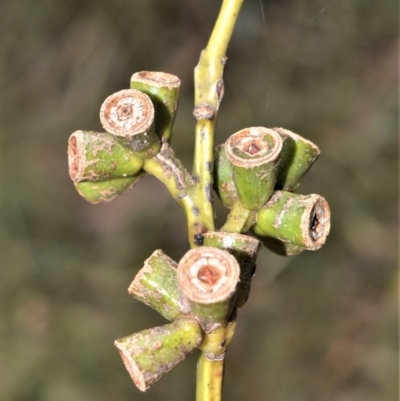 Eucalyptus botryoides (Bangalay, Southern Mahogany) at Seven Mile Beach National Park - 25 Oct 2020 by plants