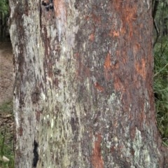 Eucalyptus botryoides at Berry, NSW - 26 Oct 2020 06:14 AM