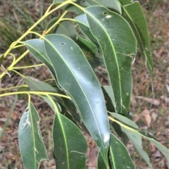 Eucalyptus botryoides at Berry, NSW - 26 Oct 2020