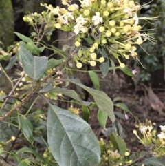 Clerodendrum tomentosum (Hairy Clerodendrum) at Berry, NSW - 25 Oct 2020 by plants