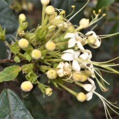 Clerodendrum tomentosum at Berry, NSW - 26 Oct 2020