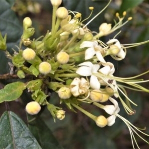 Clerodendrum tomentosum at Berry, NSW - 26 Oct 2020 06:15 AM