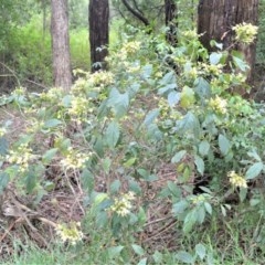 Clerodendrum tomentosum at Berry, NSW - 26 Oct 2020