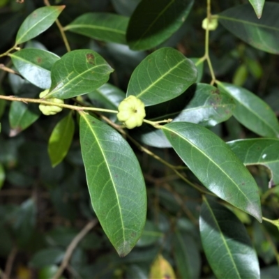 Glochidion ferdinandi var. ferdinandi (Cheese Tree) at Berry, NSW - 25 Oct 2020 by plants