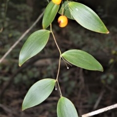 Eustrephus latifolius (Wombat Berry) at Berry, NSW - 26 Oct 2020 by plants