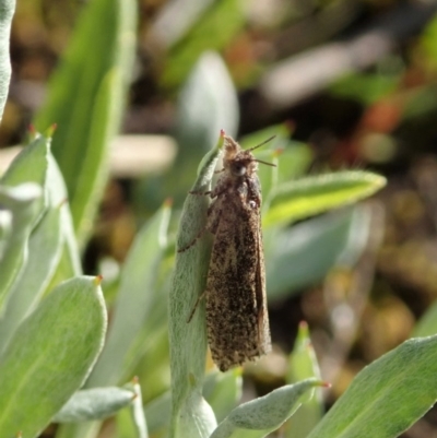 Tineidae (family) (Clothes moths (Tineidae)) at Holt, ACT - 12 Oct 2020 by CathB