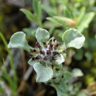 Stuartina muelleri (Spoon Cudweed) at Aranda Bushland - 22 Oct 2020 by CathB