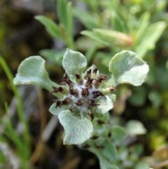 Stuartina muelleri (Spoon Cudweed) at Holt, ACT - 22 Oct 2020 by CathB