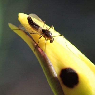 Chironomidae (family) (Non-biting Midge) at Aranda Bushland - 22 Oct 2020 by CathB