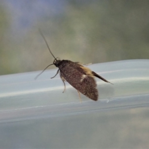 Leistomorpha brontoscopa at Cook, ACT - 18 Oct 2020